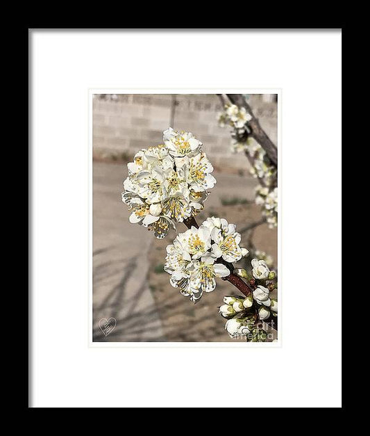 Bridal Bouquets - Framed Print