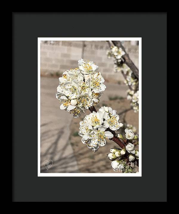 Bridal Bouquets - Framed Print