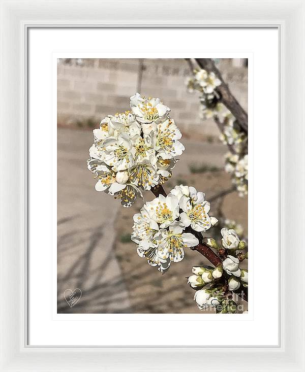 Bridal Bouquets - Framed Print