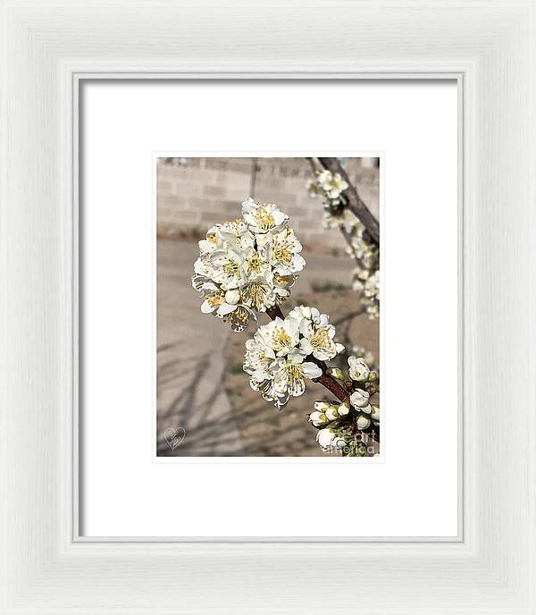 Bridal Bouquets - Framed Print