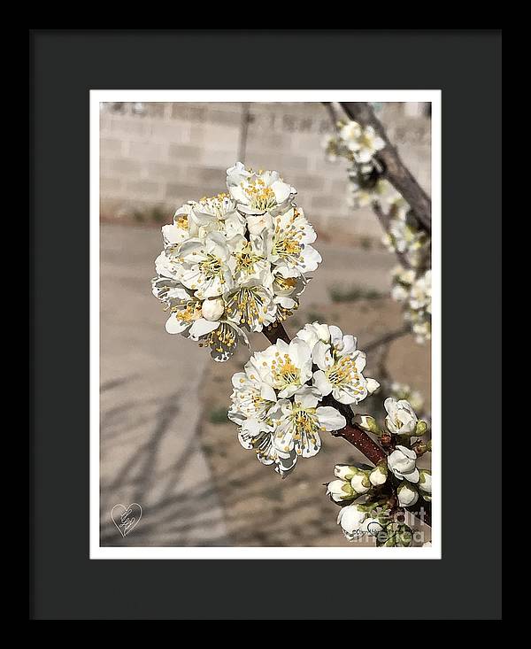 Bridal Bouquets - Framed Print