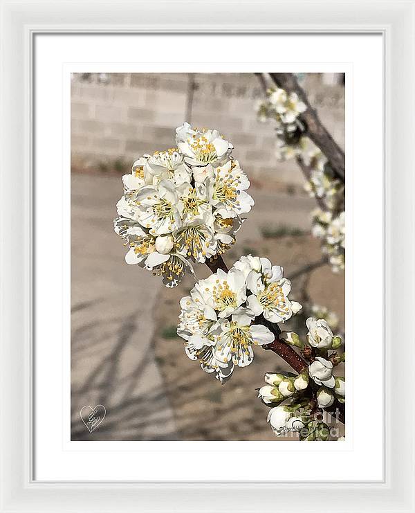 Bridal Bouquets - Framed Print