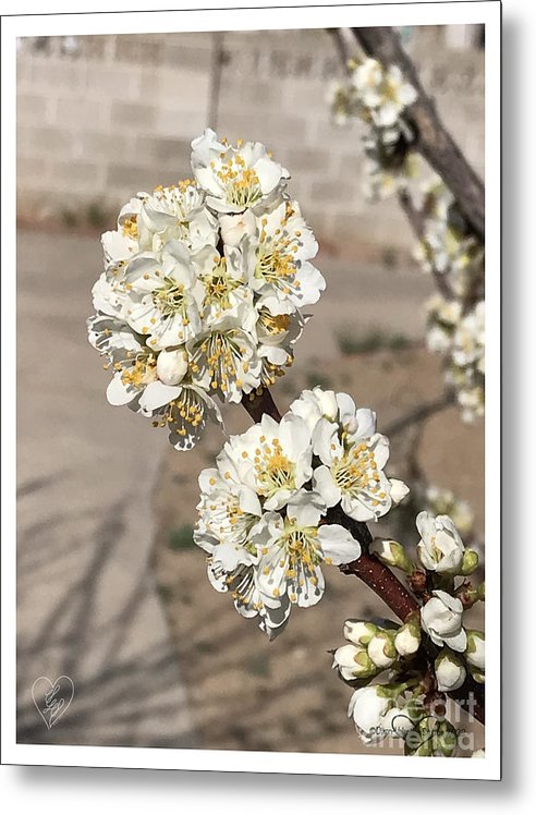 Bridal Bouquets - Metal Print