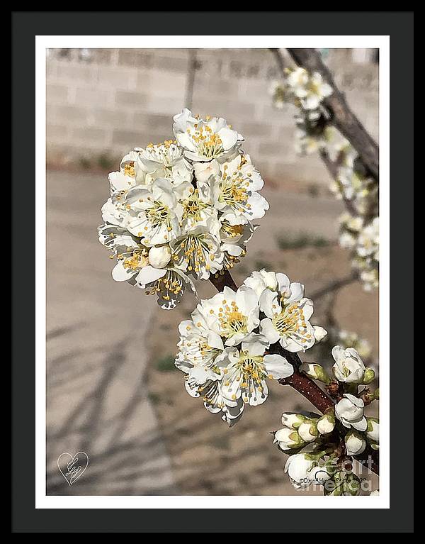 Bridal Bouquets - Framed Print