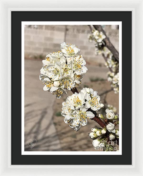 Bridal Bouquets - Framed Print