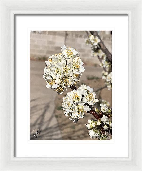 Bridal Bouquets - Framed Print