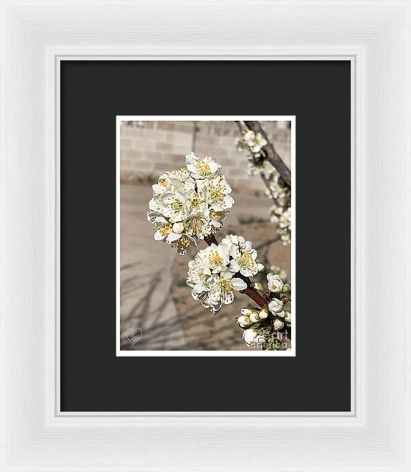 Bridal Bouquets - Framed Print