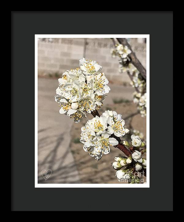 Bridal Bouquets - Framed Print