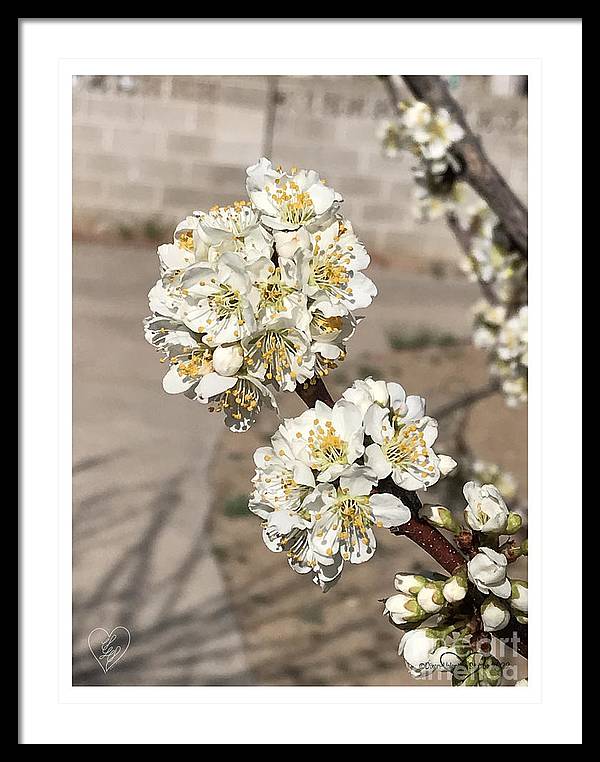 Bridal Bouquets - Framed Print