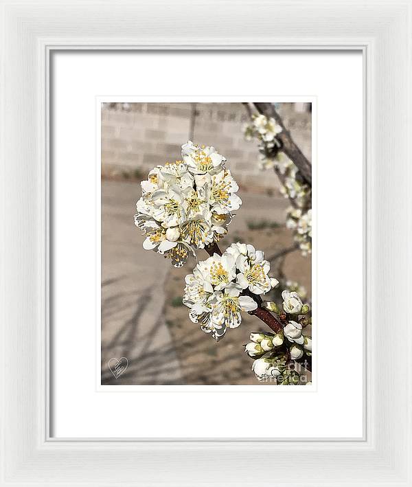 Bridal Bouquets - Framed Print