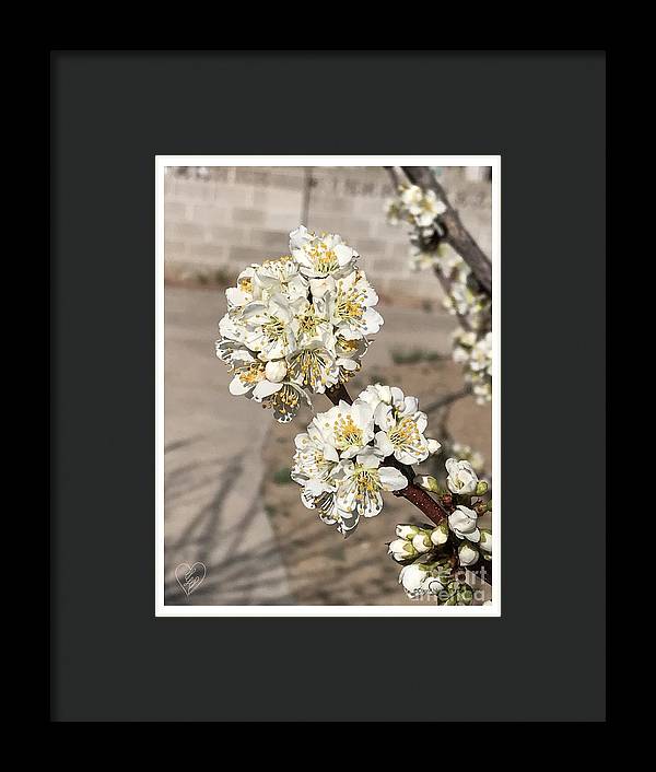 Bridal Bouquets - Framed Print