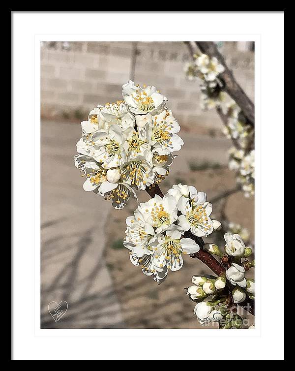 Bridal Bouquets - Framed Print