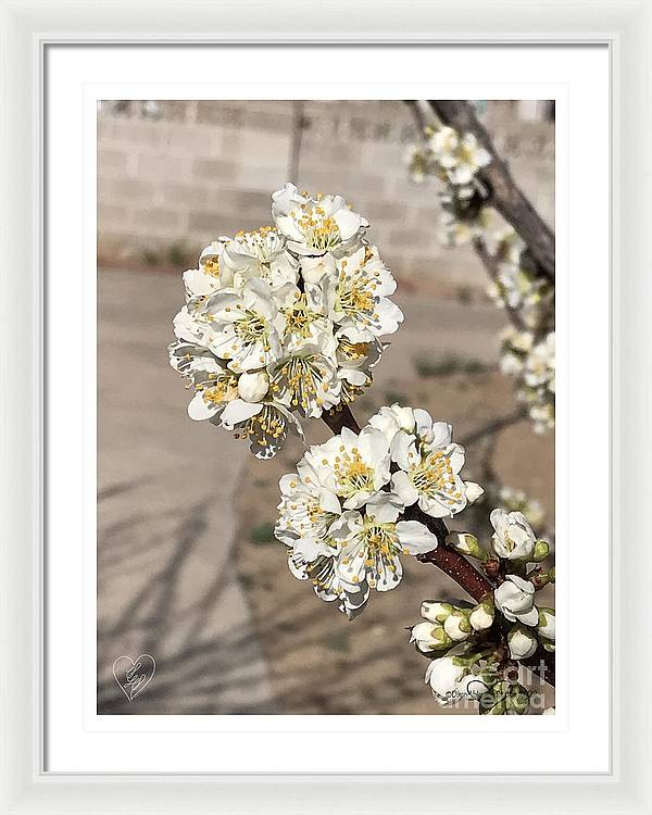 Bridal Bouquets - Framed Print