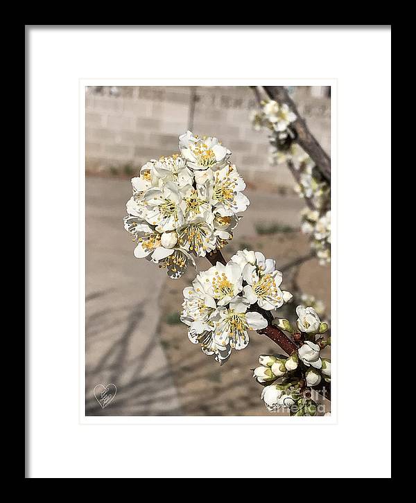 Bridal Bouquets - Framed Print