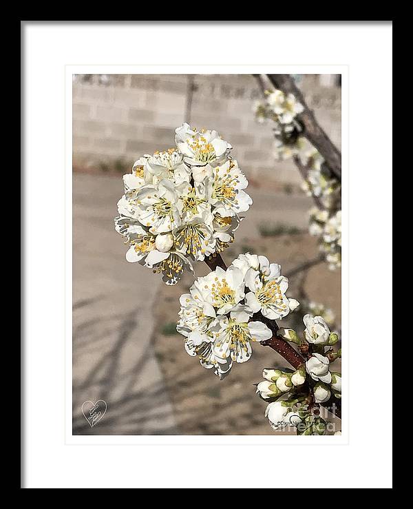 Bridal Bouquets - Framed Print