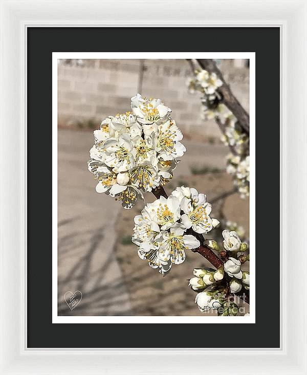 Bridal Bouquets - Framed Print