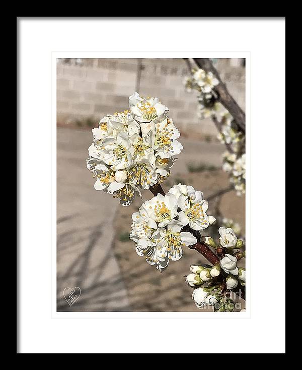 Bridal Bouquets - Framed Print