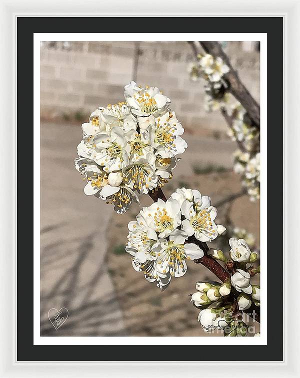 Bridal Bouquets - Framed Print