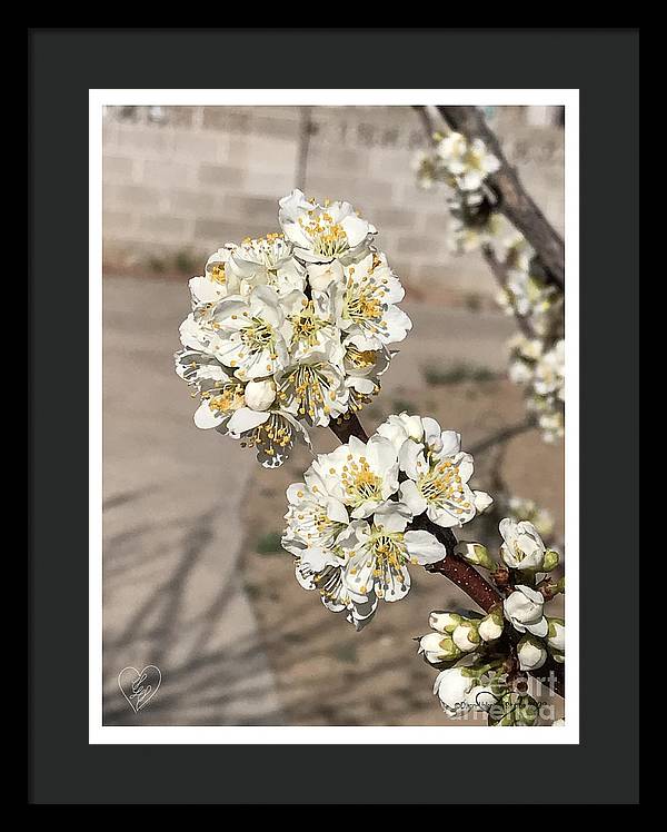 Bridal Bouquets - Framed Print