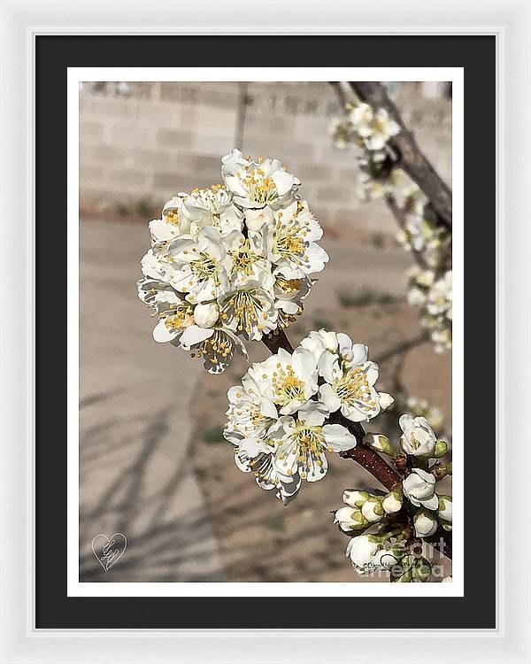 Bridal Bouquets - Framed Print