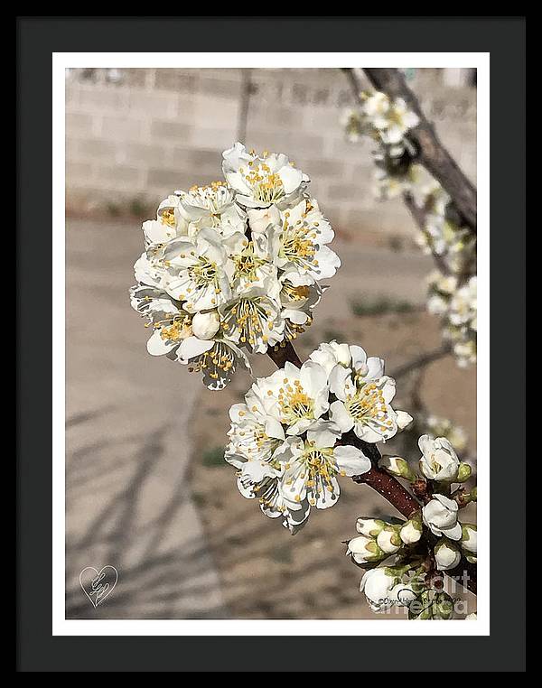 Bridal Bouquets - Framed Print