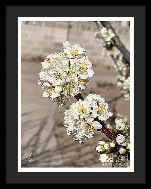 Bridal Bouquets - Framed Print