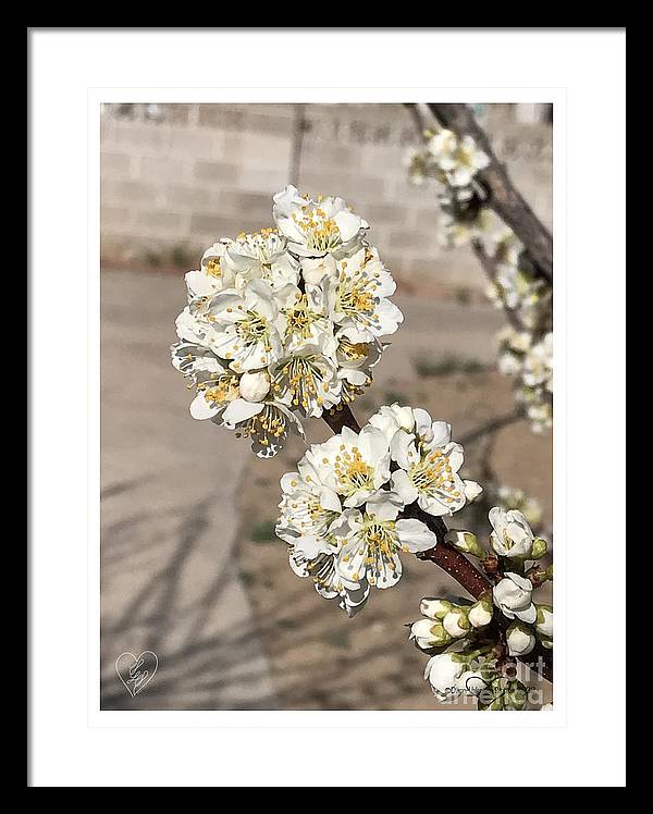 Bridal Bouquets - Framed Print