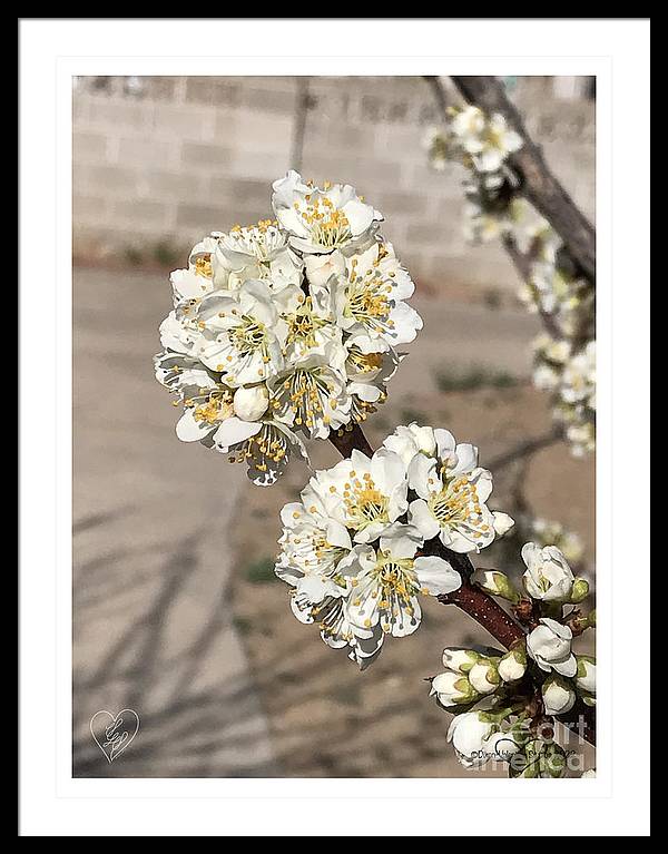 Bridal Bouquets - Framed Print