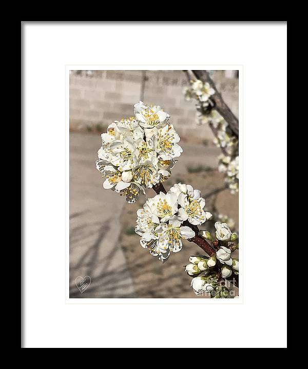 Bridal Bouquets - Framed Print