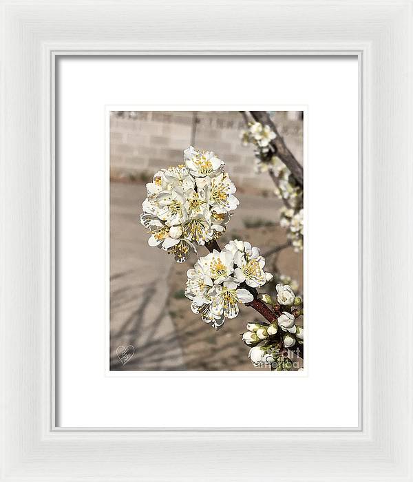 Bridal Bouquets - Framed Print