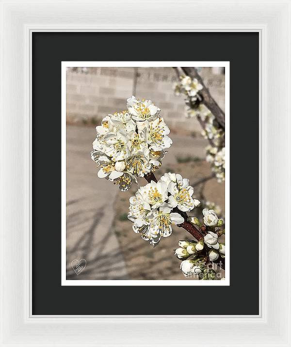 Bridal Bouquets - Framed Print