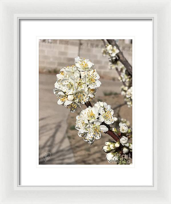 Bridal Bouquets - Framed Print