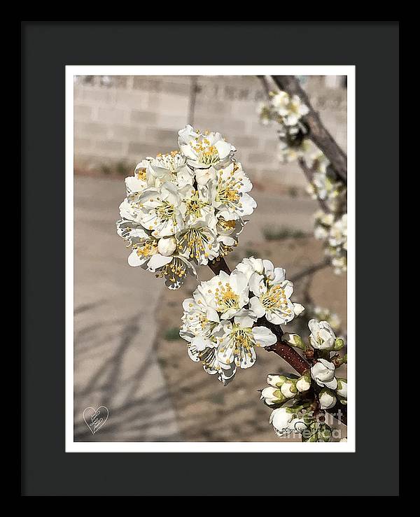 Bridal Bouquets - Framed Print