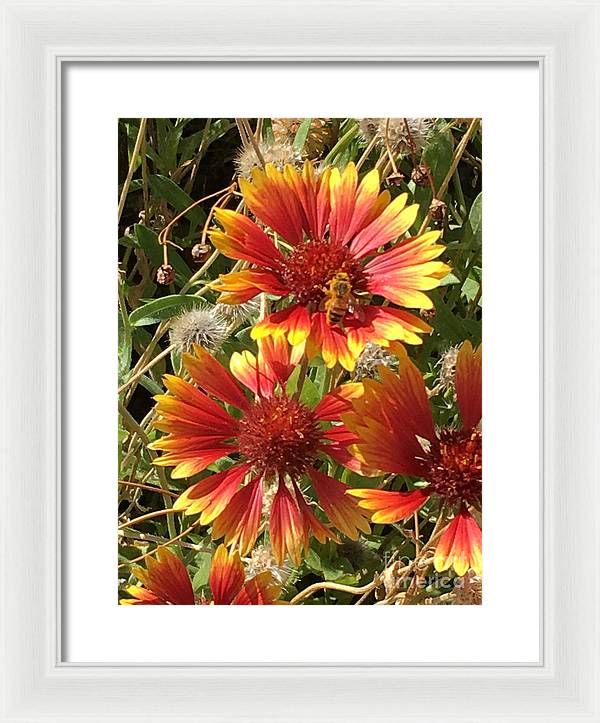 Busy Bee - Framed Print