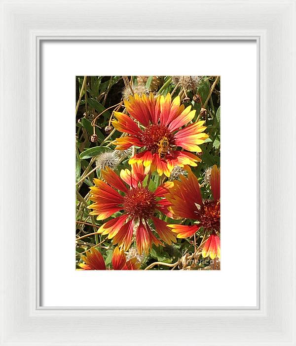 Busy Bee - Framed Print