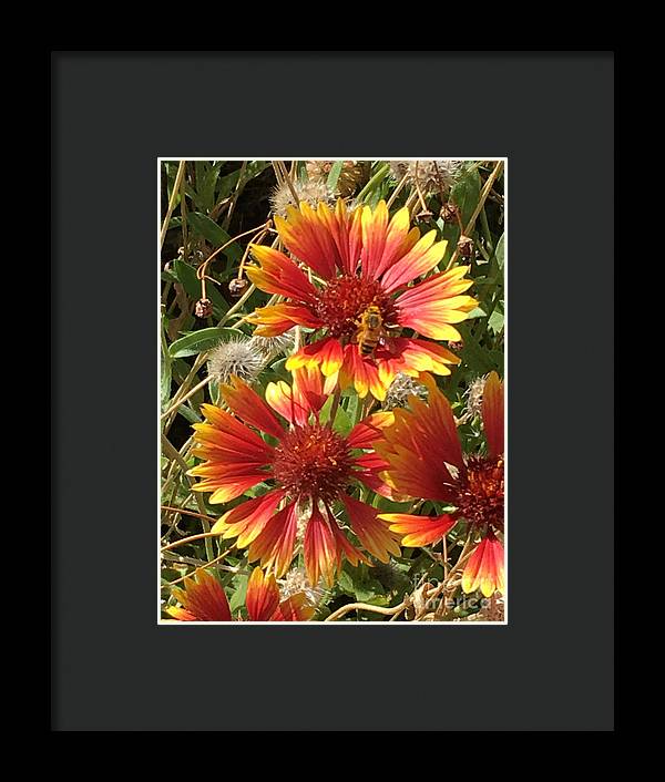 Busy Bee - Framed Print