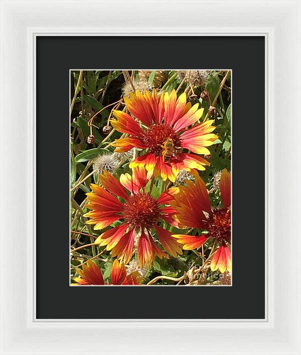 Busy Bee - Framed Print