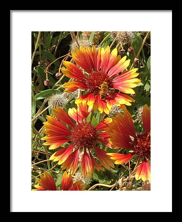 Busy Bee - Framed Print