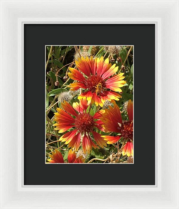 Busy Bee - Framed Print