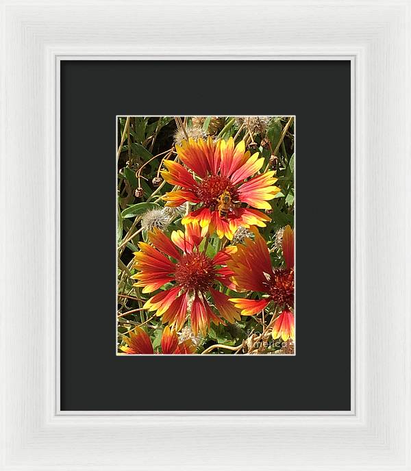 Busy Bee - Framed Print