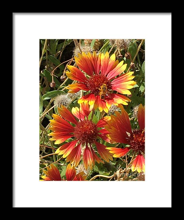 Busy Bee - Framed Print