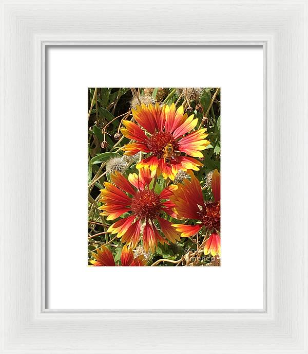 Busy Bee - Framed Print