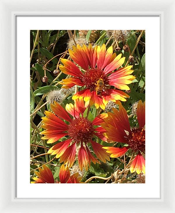 Busy Bee - Framed Print