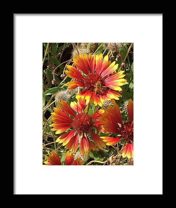 Busy Bee - Framed Print