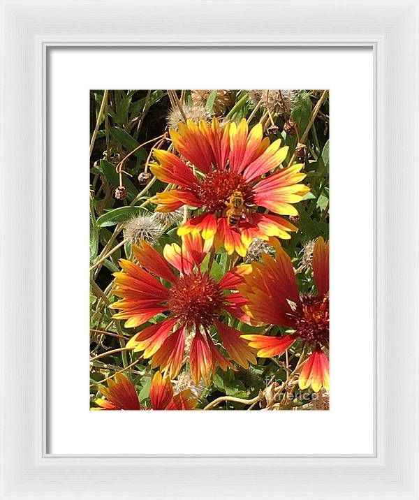 Busy Bee - Framed Print