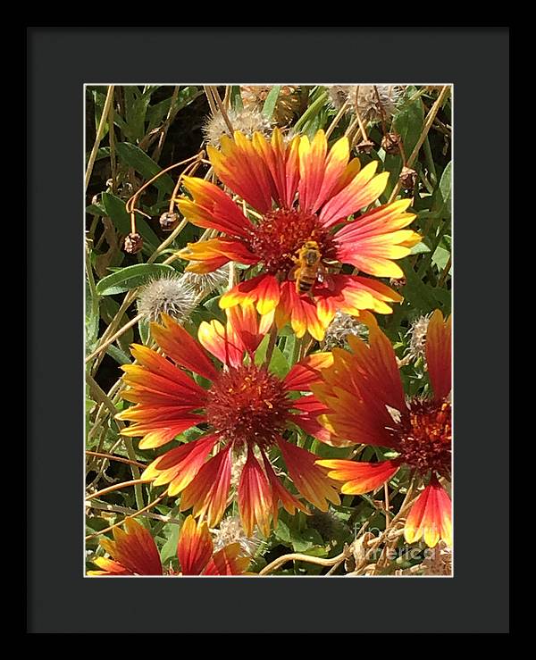 Busy Bee - Framed Print