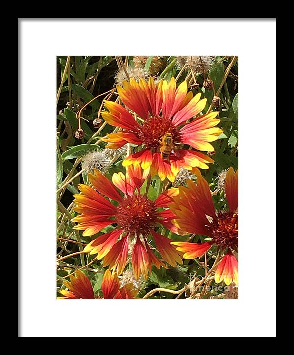 Busy Bee - Framed Print