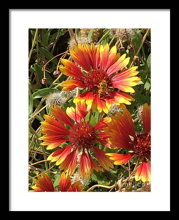 Busy Bee - Framed Print