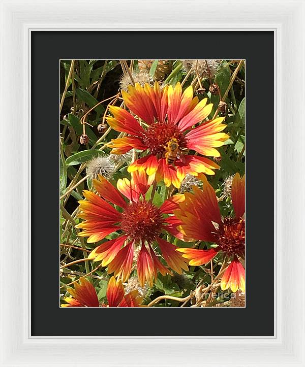 Busy Bee - Framed Print