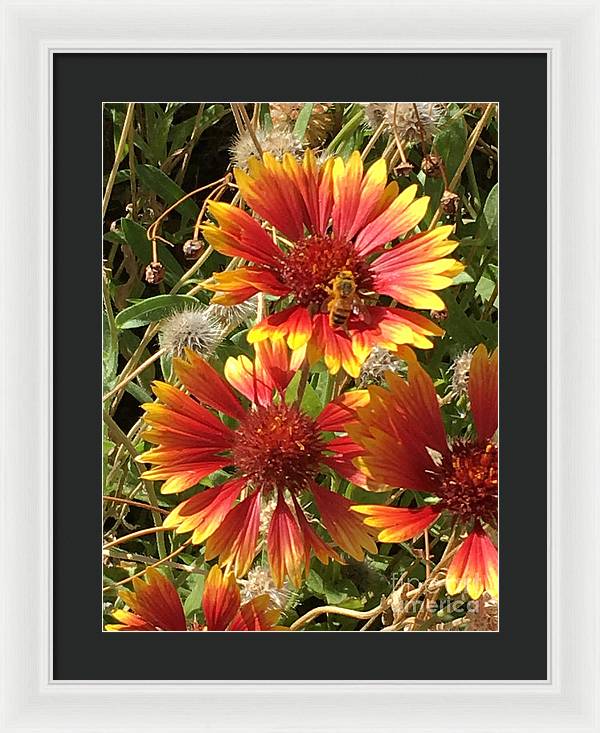 Busy Bee - Framed Print